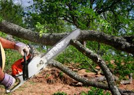 How Our Tree Care Process Works  in Pawhuska, OK